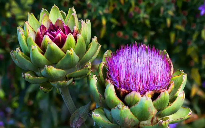 İzmir’in İncisi Urla’nın Geleneksel Enginar Festivali