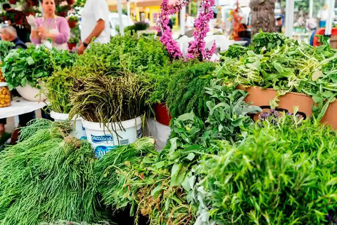 Yeşilin Her Tonu Burada: İzmir Çeşme Alaçatı Ot Festivali